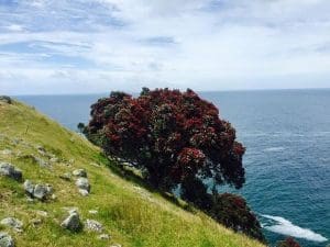 Terrain by the Ocean