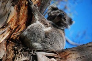 Koala