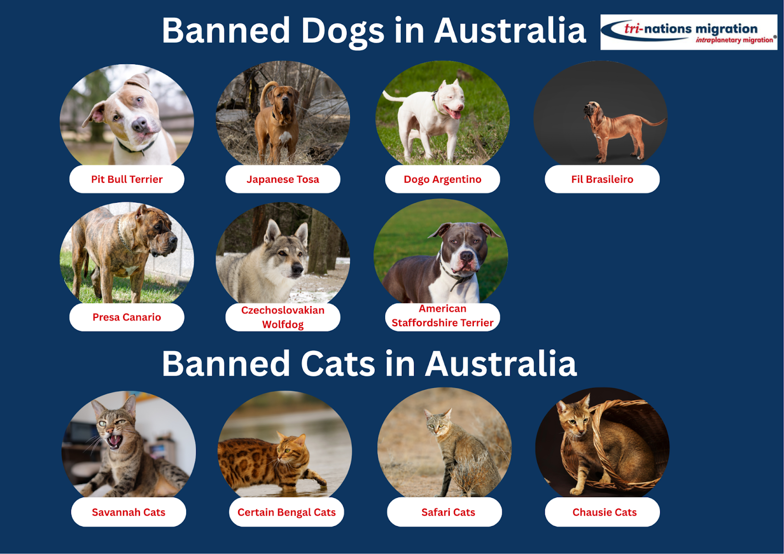 List of banned dog and cat breeds for moving pets from South Africa to Australia, including Pit Bull and Savannah Cats.