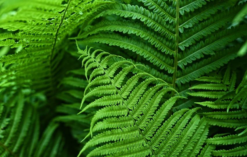 New Zealand Image